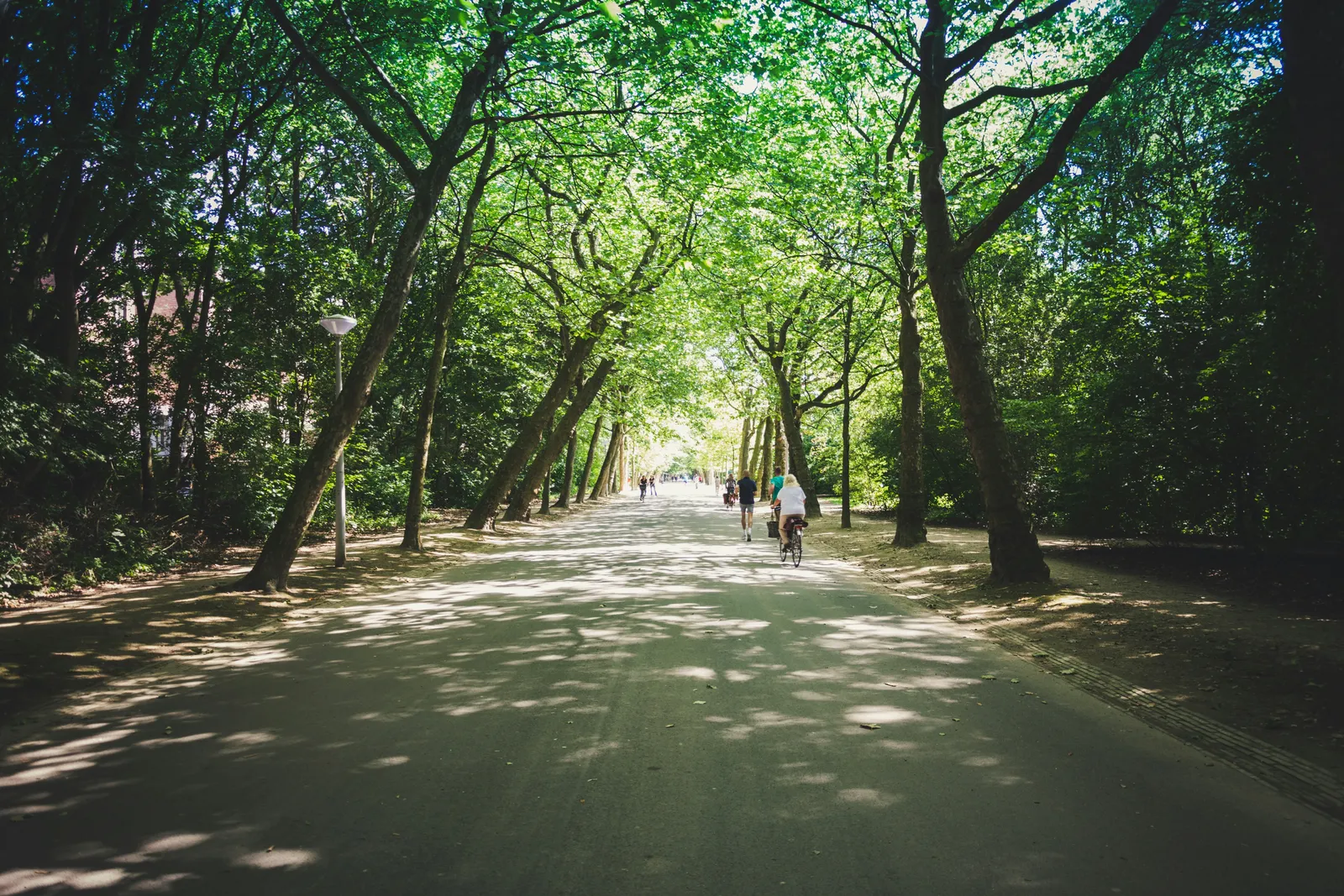 Cyclists on a tree lined avenue in the park
