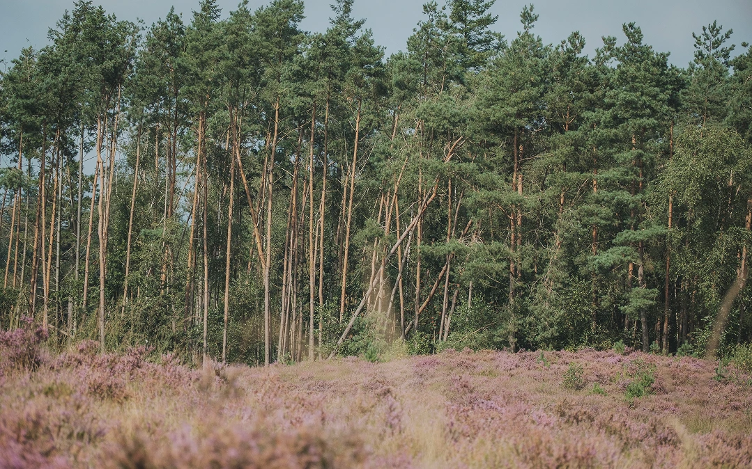 Pine forest behind purple heath