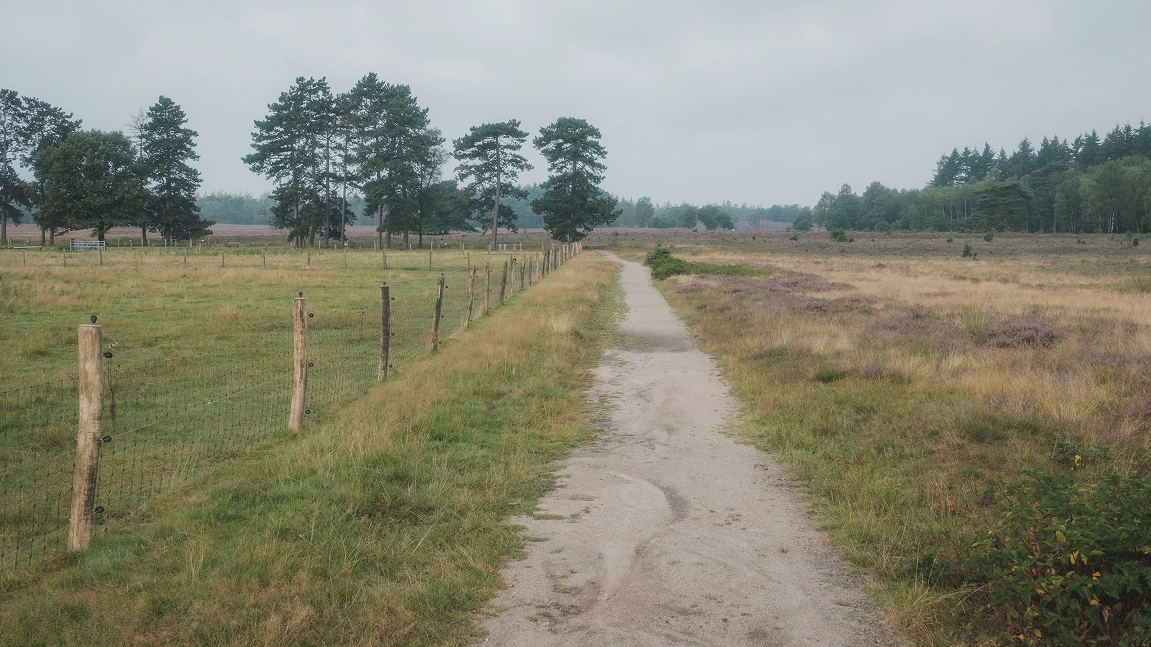 A sandy path between fields and fences